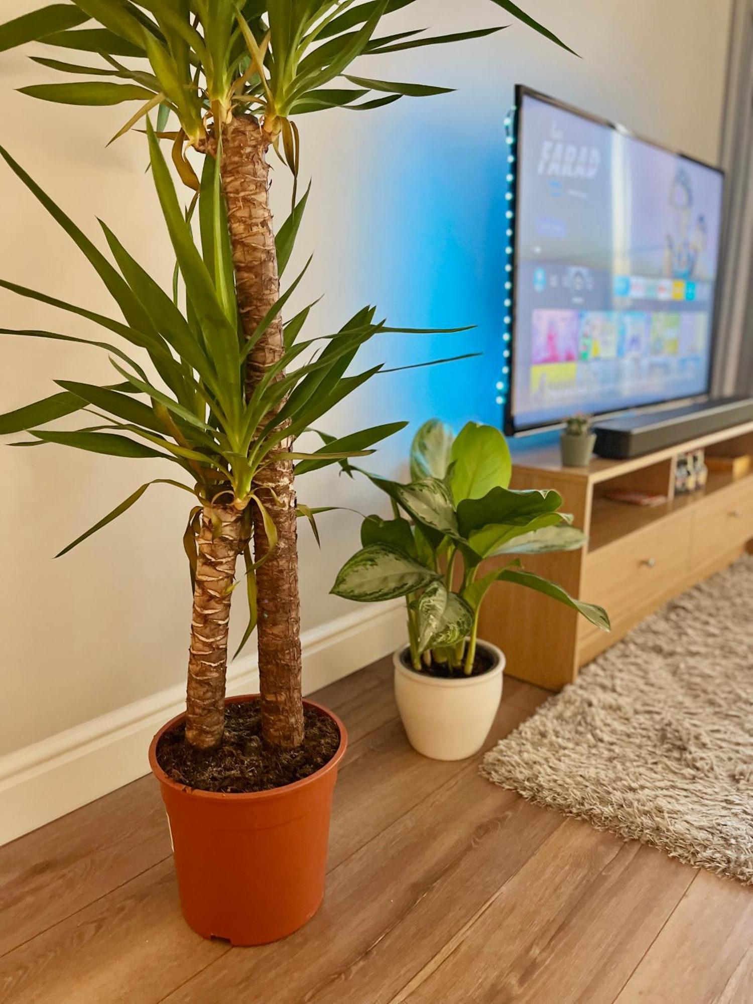 Ifsc Room دبلن المظهر الخارجي الصورة